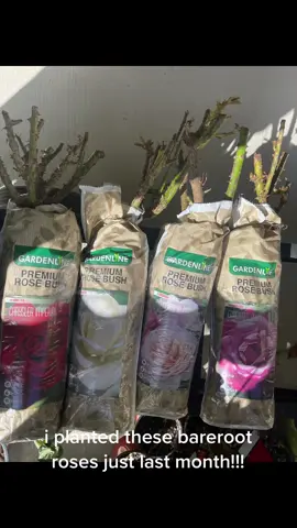 bareroot roses i bought from @aldiusa  I planted them in pots last month  make sure pots has a lot of drainage holes. i mixed my soil with pine bark mini nuggets and irganic rose fertilizer and cover the top with mini nuggets to prevent weeds. I water 3x a week and they 6 hrsof full sun. #barerootroses #roses #plantsoftiktok #rose #spring #gardening 