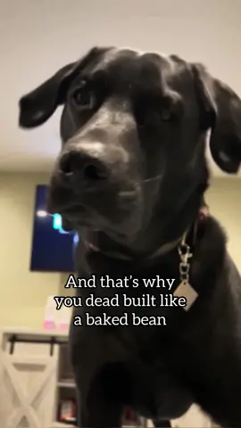 A BAKED BEAN?!?! #fyp #foryou #dogsoftiktok #labsoftiktok #beaglesoftiktok #abakedbean 