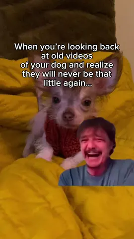 🥹 #chihuahuastiktok #chihuahua #hairlesschihuahua #puppies #dogtok #chihuahuapuppy #dogmom #dogmomstruggles 