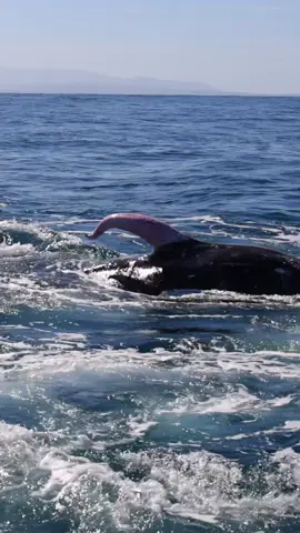 Graphic Content: Excited Gray whales on today’s expedition. This group of Gray’s were friendly with us, rolling around under our boat for about an hour! Here you can see what’s known as the Pink Floyd of the whale. Pacific White Sided and Northern Right Whale dolphins joined in on the fun. We also enjoyed watching a pair of Humpbacks, 🐳Book now using link in bio🎉 #whalewatching #whale #tail #graywhale #breach #pinkfloyd #private #fly #low #news #media #lunges #wildlife #montereycalifornia #coast #cali #sun #fun 