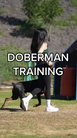 The “luck” you see is hours and hours upon training🤪 nothing comes easy. #doberman #dog #DogTraining 