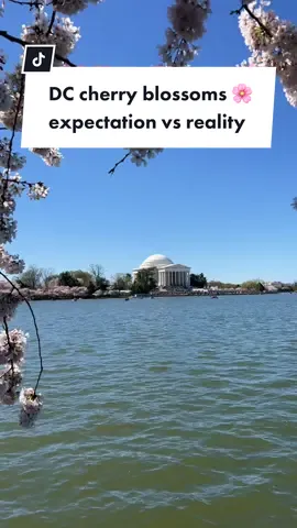 The last part was truly horrifying 🥹 #cherryblossom #cherryblossoms #cherryblossomseason #dccherryblossom #cherryblossomfestival #downtowndc #expectationvsreality #igvsreality 