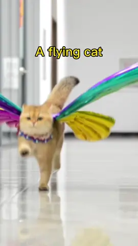 Cats 🐱 turn into butterflies🦋#cat #pet #butterfly 