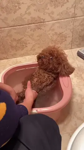 Cứu tôi với …. Chiêu ming a !!! #poodle #xuhuong2023 #pets #capcut #trending 