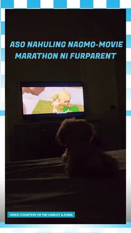 CUTE MOMENT ang ibinida ng furparent nina Harley at Euna sa kanilang latest viral video sa Facebook page. | 