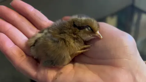 This tiny baby, a little bantam chick, passed away a short while ago. This baby is only a few days old, and was brought to us with 14 other chicks. They had been shipped from a commercial hatchery. Millions of chicks like this sweet soul are ordered from commercial hatcheries and are shipped through the US mail when they are less than 24 hours old. They have no heat, no food, no water. If they arrive at the post office after they close, the chicks wait until the next time they are open for pickup. Chicks who arrive Saturday evenings wait until Monday. Many die of exhaustion, hypothermia, internal injuries, and broken legs from shipping. These are babies who belong with their mama hen. They would know her voice before they even hatch, hearing her gentle clucks while still in the shell. Instead they are hatched in giant incubators, the vast majority of the males being killed outright or added to orders as “freebies,” to be someone else’s unexpected problems, making their futures grim and uncertain. The ones who are purchased are forced to undergo treacherous shipping. These commercial hatcheries often have sales, selling live animals as if they are no more than an inanimate object you’d buy online. This baby died because of them. Millions of others will as well. Currently, we are doing our best to critically care for the other 14 who were surrendered to us earlier today; some are still very weak and we are doing our best to give them the love and care they deserve. This is the reality of commercial hatcheries. Babies like this die. We are angry, heartbroken, and exhausted. This is not ok.