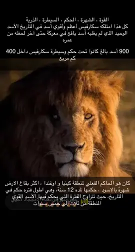 #نجران_الان #سكارفيس🦁 