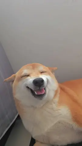 Heal you with a smile! Did you laugh today?#foryou #fyp #funny #dog #cute #dogface #laugh #akita #smile #happy 