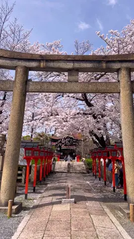 京都駅から徒歩15分の花見スポット🌸Just 15mins walk from Kyoto station. #Kyoto #sakura #桜 #京都 #旅行 