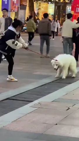 拥有这样一只狗真的会把我气死#creativeinspiration #萨摩耶 #samoyed #dog #cutepet 
