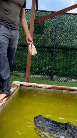 Watch as this man fearlessly feeds his best buddy, 7 the Croc! Don't let his size fool you - this gentle giant has been trained with love and care. You've never seen a crocodile this cute! 🐊❤️ #croclove #7thecroc #animalbonding #viral #tiktokfamous