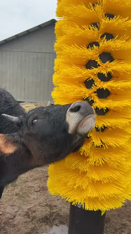 A little ASMR with rescued cow Heathcluff as he enjoys the cow scratchers we recently recieved! #animalrescue #cow #babycow #calf #asmr #relax #tapping #scratching 