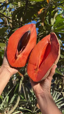 What do you call this fruit where you’re from? 🧡  Make sure to wait until it is wrinkly and soft all over before opening. 🙌  Mamey is native to the West Indies and northern South America. 🌎 Our mamey sapote is grown in South Florida. Each fruit is lightly scratched to make sure the inside is orange/red before picking. This ensures that the fruit is ready to pick and will ripen properly for you. 🌳 A few notes for the Magaña variety: 1) It’s naturally a large variety, this may mean you receive less fruits in total but the weight you receive will still match the approximations in the product description. 2) This variety in particular needs to be very soft and wrinkly before eating. Order mamey sapote online at miamifruit.org 🌈 #mameysapote #mamey #tropicalfruit #fruit #miamifruit #sapote #natureasmr #fruitasmr