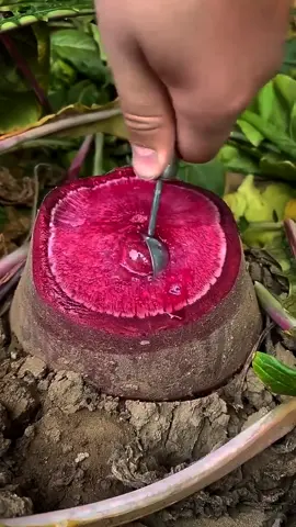 Purple Radish💜 #radish #fyp #trending #viral #fruits 