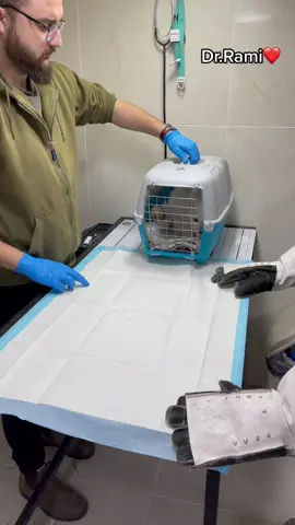 #vet #cat #helpanimals #doctor #treatment #foryou #fyp #pets #drrami #birzeit 