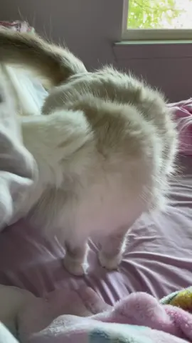 Summer and her big belly 