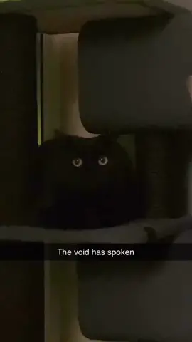 The void has spoken. #catsoftiktok #kitty #kittensoftiktok #catlover #kittens #viral 