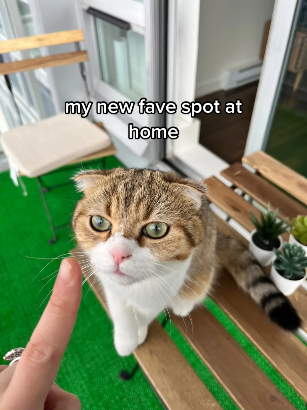 enjoy some cute pics of me at my fave spot aka our balcony. haven’t been uploading content for awhile! #cat #catsoftiktok #catlover 