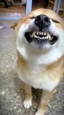 cute smiling dog #dog #cute #fyp #fyp #foryou #funny #คลิปหมา #ทาสหมา #funnydog #หมาน้อยน่ารักๆ #สัตว์เลี้ยงน่ารัก #คลิปน้องหมาน่ารัก #funnydogvideos #คลิปหมาน่ารัก 