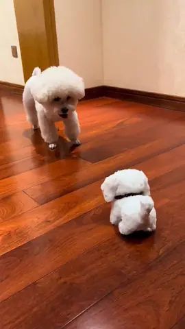 The silly dog who is a wimp and likes to play!#bichonfrise #bichon #HomeBichon #KoreanBichon 