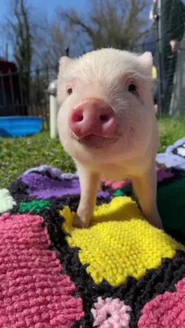 We recentiy reacued 5 more piglets. Two must have hernia surgery. We have s go fubd me set up. Goal is $800. #rosebridgefarmsanctuary #rescuepig #sancutary #safenow #adoptme https://gofund.me/befac25f