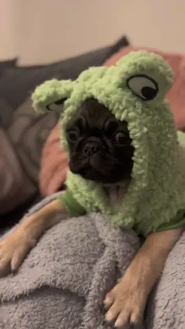 Have you ever seen a frog so cute and clever? #pug #frog #frogdog #pugpuppy #puppy #pugs #pugsoftik #puppytiktok #puppylove #puppies #puppiesoftiktok #puppytraining 