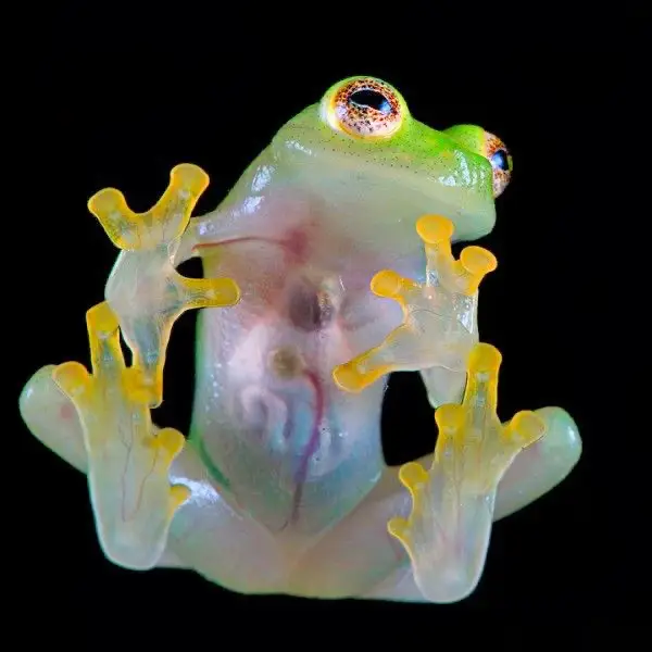 Glass frogs  The skin on their bellies is completely translucent, which means you can see their stomachs, hearts, and other organs. #glassfrog #frog #sciencetok #fyp #fypシ #fypシ゚viral #fypage #fypdongggggggg #fyppppppppppppppppppppppp #foryoupage #foryourpage #foru #viral #goviral #viralvideo #video #viraltiktok #tiktok #tiktokviral #trending #trend #EduTok #education #polar 