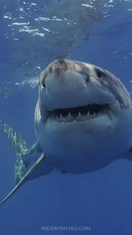 XXL #greatwhiteshark #shark #sharks #saltlife  #beach #ocean #teeth #swim . #explore #ocean  #sea #beachlife #underwaterphotography #teeth #sharkbite #fish #film #fish #film 