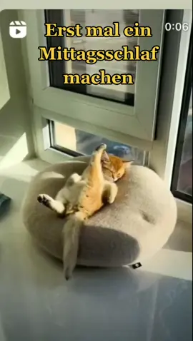 #mittagsschlaf #genial #lustig #spaß #einzigartig #intresant #fürdich #fürdichseite #foryou #foryoupage #fy #fyp #viral #tiktok  #Tiere #Katze 😍😍😍