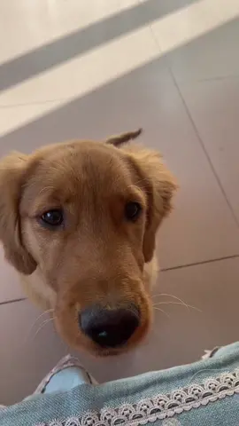 A puppy that can call its mother#cutedog #dog #foryou 