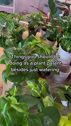 Some recommendations for things you should be doing for your plants besides just watering. We recommend dusting, pruning, fertilizing, spraying with Neem Oil, and repotting when necessary!  What else would you recommend?  . . #planttips #planttipsntricks #plantparenthood #plantparent #pruning #neemoil #fertilizer 