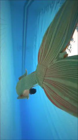 Olaraga Mermaiding bukan hanya bisa berenang saja, juga harus bisa mengontrol ekpresi wajah dan gerakan keseluruhan / ingin tau lebih lanjut boleh komen ya 👀✨#merman #mermaid #mermaidindonesia #mermanindonesia #CallofDragons #KenikmatanHakikiRamadan 