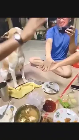 #funny #animals #usa 