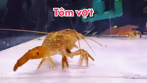 Tôm vợt châu Á (Bamboo Shrimp) có bản tính ôn hoà, nuôi chung được với cá tép, không phá cây nên có thể thả bể thuỷ sinh #thuysinhtim #thuysinh #tomcanh #shrimps #bambooshrimp #xuhuong #trending 