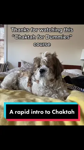 Maybe it’s not so rapid 😅 there were too many facts I wanted to include!  . . . . . . #dogtok #doglover #fyp 