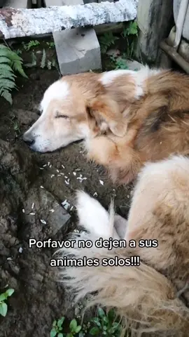 Cabe recalcar que en este pueblo no hay veterinaria, ni plata hay :'u #abandono #perritos #desnutricion #vraem 