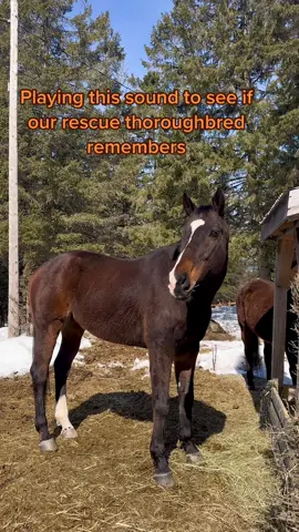 Oh he remembers! #racehorses #thoroughbred #rescuehorse #horsesoftiktoks #equestrian #rescued 