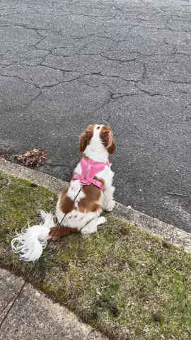 The Pumpkin Walk #prettygirlswalk #cavalierkingcharlesspaniel #cavalierkingcharles #cavaliers #cavalier #dogsoftiktok  