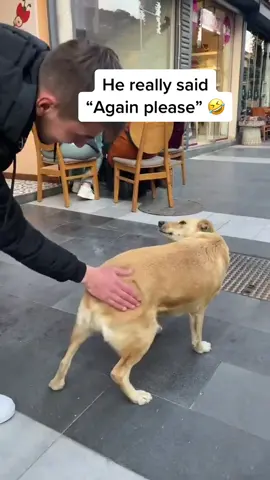 This doggo loved it 🤣 #dog #dogsoftiktok #dogs #pubity 