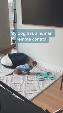 Talking buttons: blessing or curse? 😝 #dachshund #dogsoftiktok #minidachshund #funnydogs #cutedog #sausagedoglife #doglife #weineydog #puppy #puppytiktok #puppylife #dachshundpuppy #puppyfever #dogclothes #talkingdog #talkingdogsoftiktok #talkingdogs #doglover 