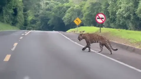 Maravilhosa!!! 🐆❤️  Essa onça-pintada LINDA deu as caras nesta sexta-feira, 24 de março, no Parque Nacional do Iguaçu. 🐾😍 A onça-pintada é uma espécie-chave para a manutenção da biodiversidade. A presença dela indica qualidade ambiental e equilíbrio da natureza. 🍀 No Parque Nacional do Iguaçu o turismo é um aliado da conservação da biodiversidade. 💙 📹 Aveni de Oliveira. (Urbia Cataratas – Parque Nacional do Iguaçu) #pantanal #pantanaloficial #onçapintada #onça #parquenacionaldoiguaçu #vidaselvagem #biodiversidade #wildlife #wildlifephotographer #conservation #cataratasdeliguazu #cataratasdoiguaçu 