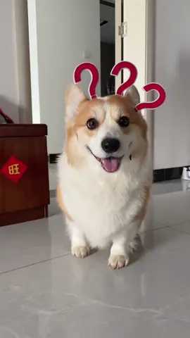 #corgi #corgipuppy #coegisoftiktok 