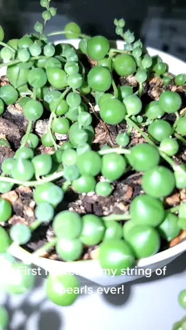 #plant #plants #plantsoftiktok #stringofpearls  #thankyouforsunshine #planttiktok #PlantTok #plantcollection #plantsmakepeoplehappy 