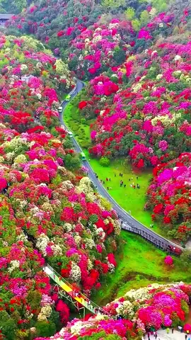 The mountains are covered with red flowers and green leaves#world #scenery #tree #flowers 