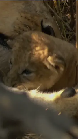 It’s hard to believe that this tiny cub could one day be an apex predator. At this tender age, everything is a playtoy as the youngster explores his surroundings and learns vital lessons on his journey to adulthood. #lions #cute #cuteanimals #animalsoftiktok #wildlife #nature #bigcats #earthtouchtv 