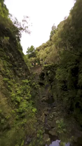 Flying through the forests of Madeira🇵🇹 #fpvdrone #dronestagram #traveltiktok 
