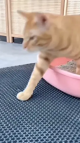 Cat little trap mat 🐈🐈‍⬛ Link in Bio 🛒 Tag a pawrent who needs this 🐾 #cat #catsoftiktok #catlitter #littermat #catproducts #catsupplies #catneeds #petshop #petsupplies #pawrents  #catparents #fyp #fypシ #tiktokmademebuyit #TikTokMadeMeBuyIt 