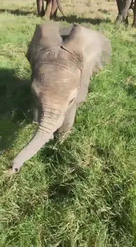 An elephant of two worlds. 3-week old Mwana is the first baby born to our Umani Springs Herd - a herd of orphaned elephants rescued & raised by us, some with debilitating injuries - her mother, Murera, trod on poisoned spikes when just a calf, dislocating her hip in a related fall. Murera living a semi-wild life is amazing enough, but on 12th March she became a mum! She and Mwana initially struggled with feeding, so our Keepers needed to assist - to keep baby strong and ensure she got her mum’s all-important colostrum. Murera was happy for the help and on the 11th day she and Mwana managed to figure out nursing together. It’s safe to say that a healthy & happy Mwana has her elephant & human wrapped around her little trunk! #elephant #babyelephant #elephants #wildlife #family #animals #nursing #milk #nature #conservation #kenya #sheldricktrust #sheldrickwildlifetrust #playful #trunk #murera #mother