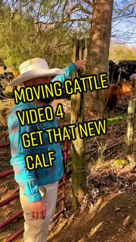 4th video Moving cattle. Getting a new calf that can’t keep up yet.#calf#cows#herd#farm#family