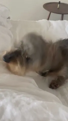 #fyp #fypシ #foryou #xyzbca #dog #dogs #dogsoftiktok #sunday #sleep 